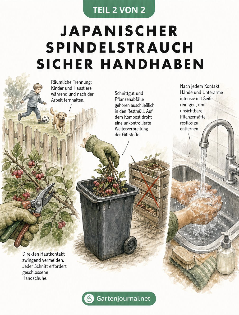 Illustration zur sicheren Handhabung des Japanischen Spindelstrauchs beim Schneiden und Entsorgen