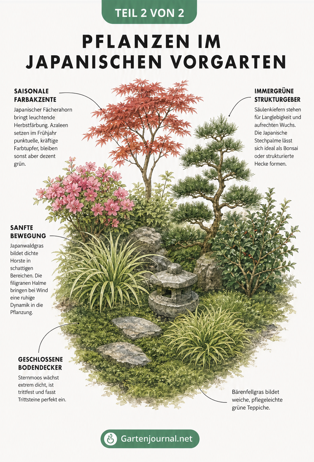 Botanische Illustration typischer Pflanzen für den japanischen Vorgarten, darunter Japanischer Fächerahorn, Säulenkiefer, Japanwaldgras und Sternmoos