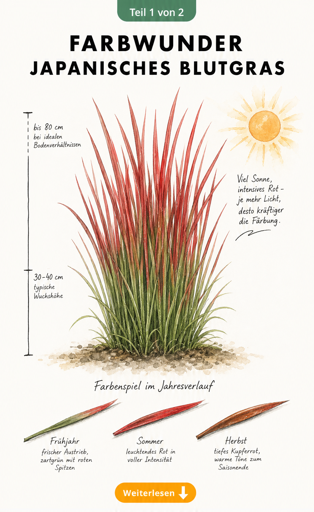 Botanische Illustration von Japanischem Blutgras mit Farbverlauf von Grün zu Rot, Maßstabsachse für Wuchshöhe und Sonnensymbol für den idealen Standort.