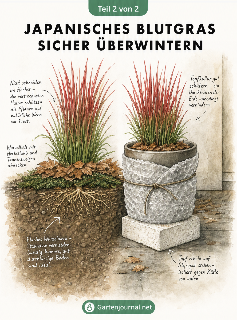 Querschnitt-Zeichnung zum Überwintern von Japanischem Blutgras im Gartenbeet mit Laubabdeckung und im Kübel mit Noppenfolie und Styroporblock.