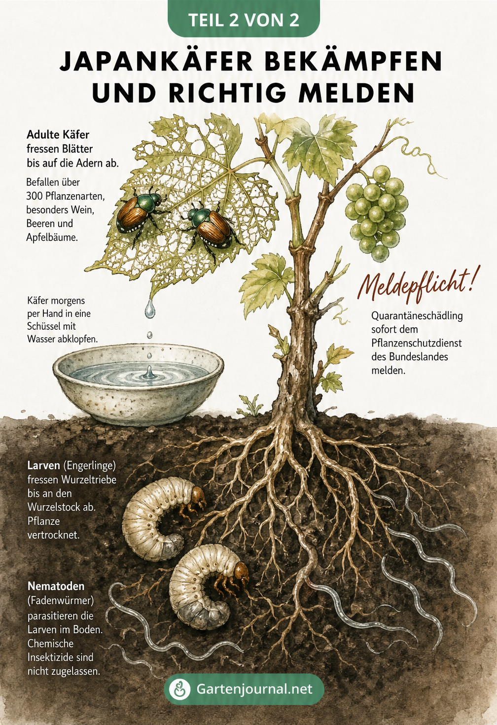 Botanischer Querschnitt einer Weinrebe, der Japankäfer beim Fressen an Blättern und Engerlinge an den Wurzeln zeigt, inklusive Tipps zur Bekämpfung.