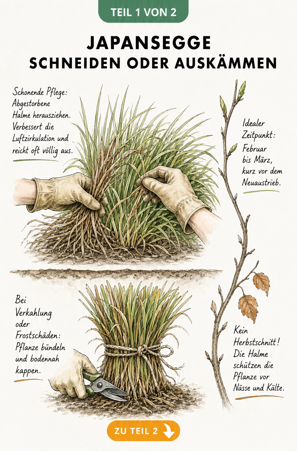 Illustration: Hände in Lederhandschuhen ziehen abgestorbene Halme aus einer Japansegge, darunter wird ein starker Rückschnitt mit einer Gartenschere gezeigt.