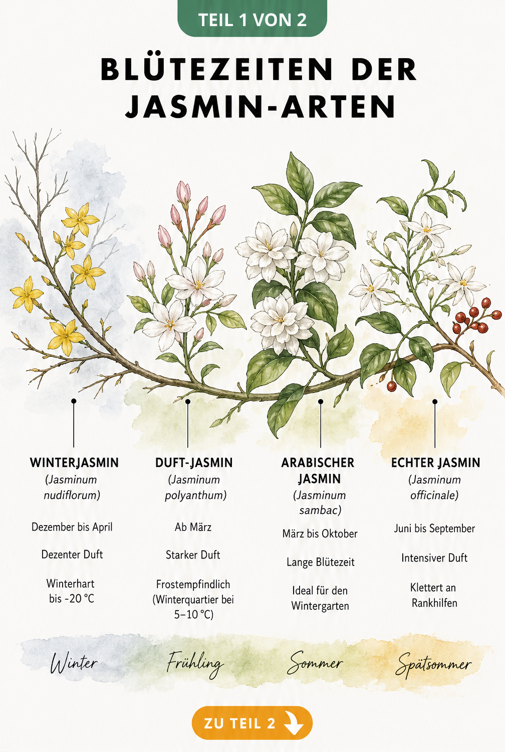 Botanische Illustration eines Jasminzweigs, der die Blütezeiten und Eigenschaften von Winterjasmin, Duft-Jasmin, Arabischem Jasmin und Echtem Jasmin im...