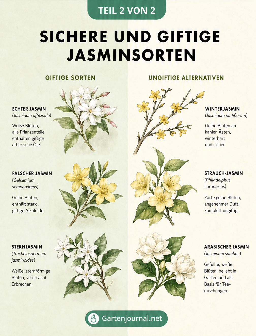 Übersicht giftiger und ungiftiger Jasmin-Arten mit botanischen Zeichnungen