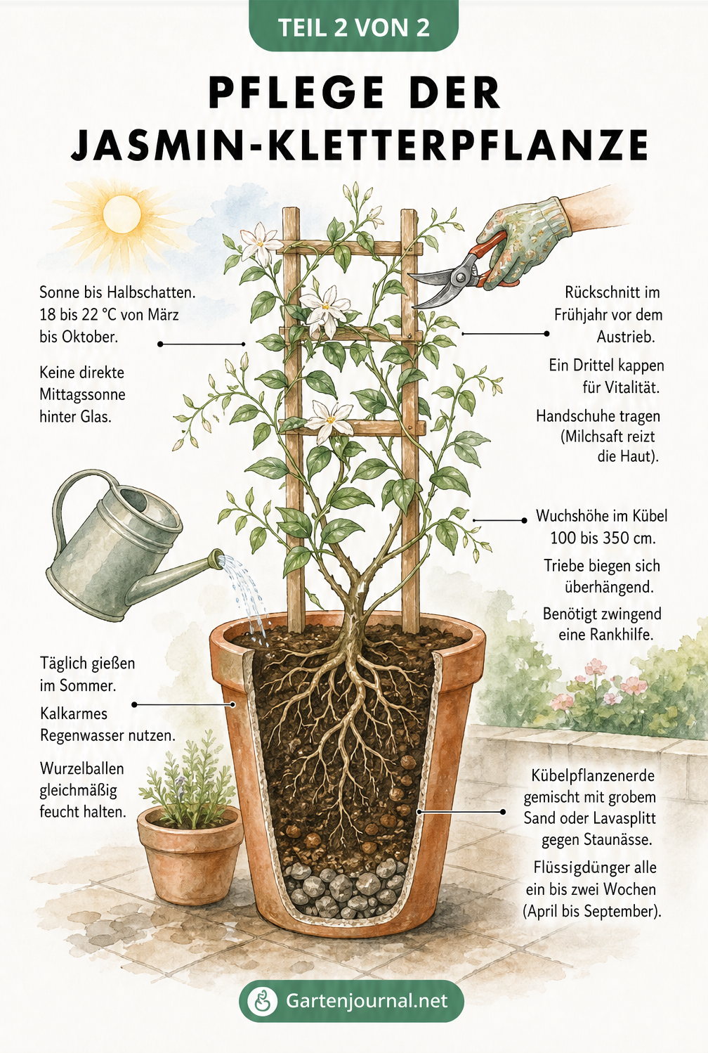 Querschnitt-Illustration einer Jasmin-Kletterpflanze im Kübel mit Rankhilfe, die Tipps zu Standort, Gießen, Düngen und Rückschnitt zeigt.