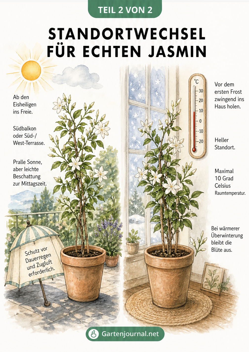 Illustration eines Jasmin-Kübels im Sommer auf der Terrasse und im Winter im Haus