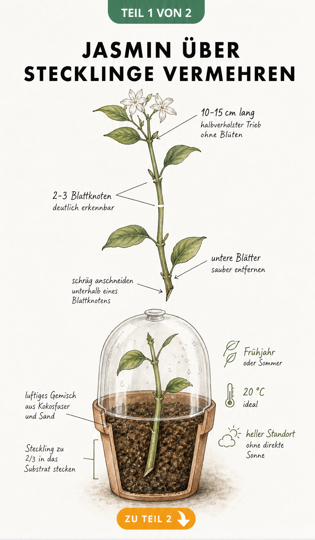 Botanische Illustration eines Jasmintriebs als Steckling mit Beschriftungen zu Länge, Blattknoten und Anschnitt sowie einem Querschnitt durch einen Pflanztopf...