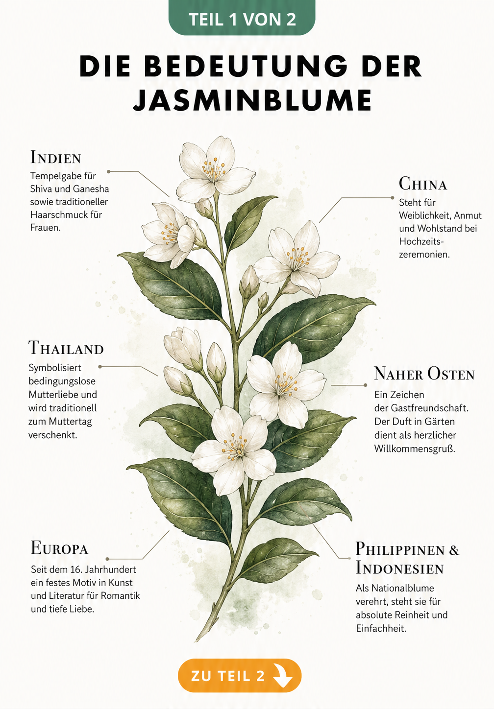 Botanische Illustration eines Jasminzweigs mit Erklärungen zur kulturellen Bedeutung in Indien, China, Thailand, dem Nahen Osten, Europa sowie den Philippinen...