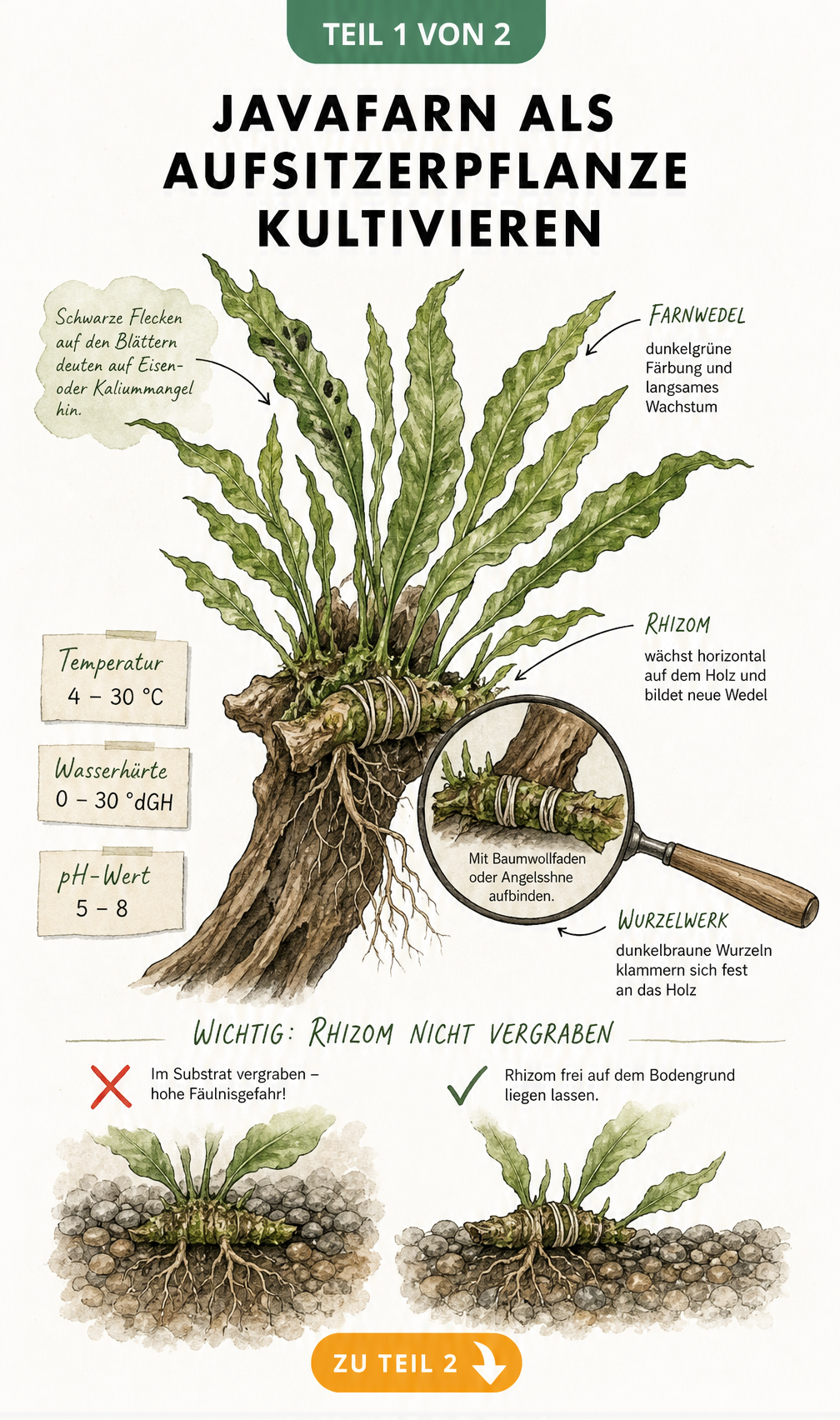 Botanische Illustration eines Javafarns auf Aquarienwurzelholz mit Pflegehinweisen