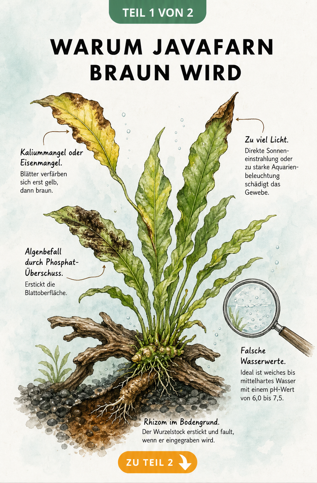 Botanische Illustration eines Javafarns mit braunen Blättern, die Ursachen wie Kaliummangel, zu viel Licht, Algenbefall und falsche Wasserwerte zeigt.