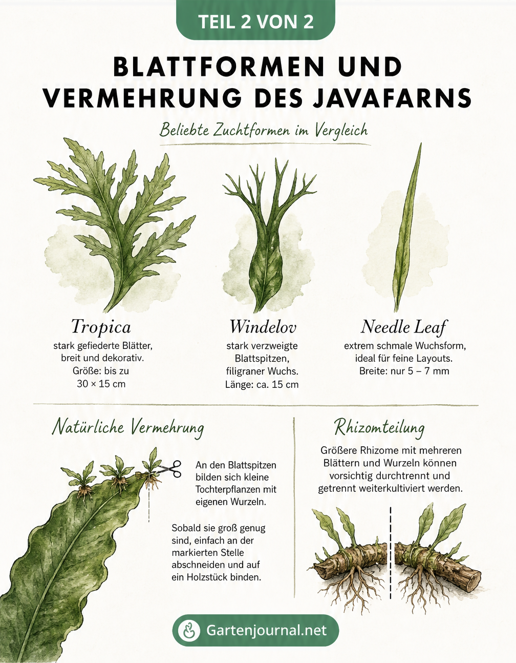 Aquarellzeichnung von Javafarn-Blattformen und der natürlichen Vermehrung durch Adventivpflanzen