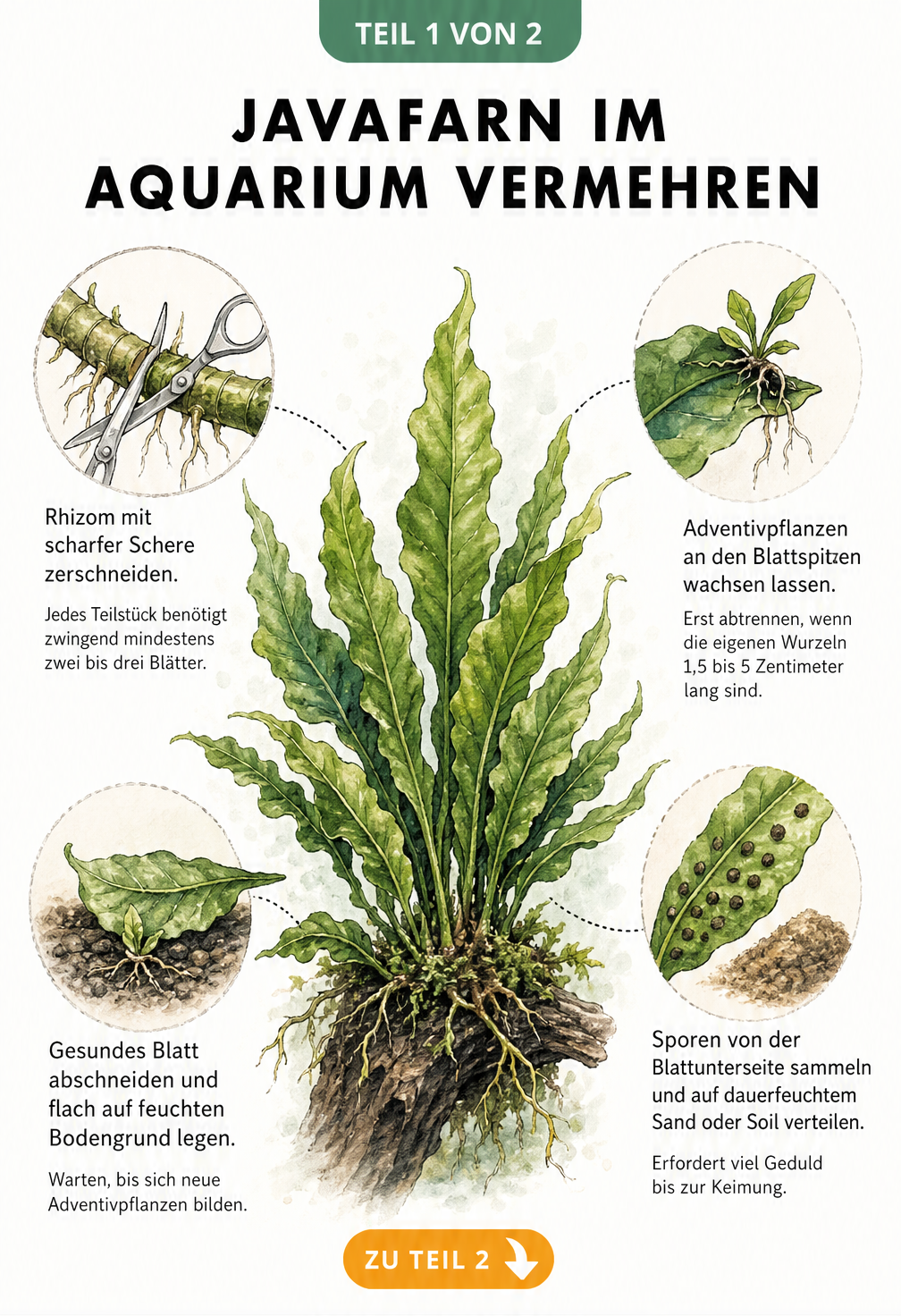 Botanische Illustration der vier Vermehrungsmethoden von Javafarn: Rhizomteilung, Adventivpflanzen, Blattstecklinge und Sporen.