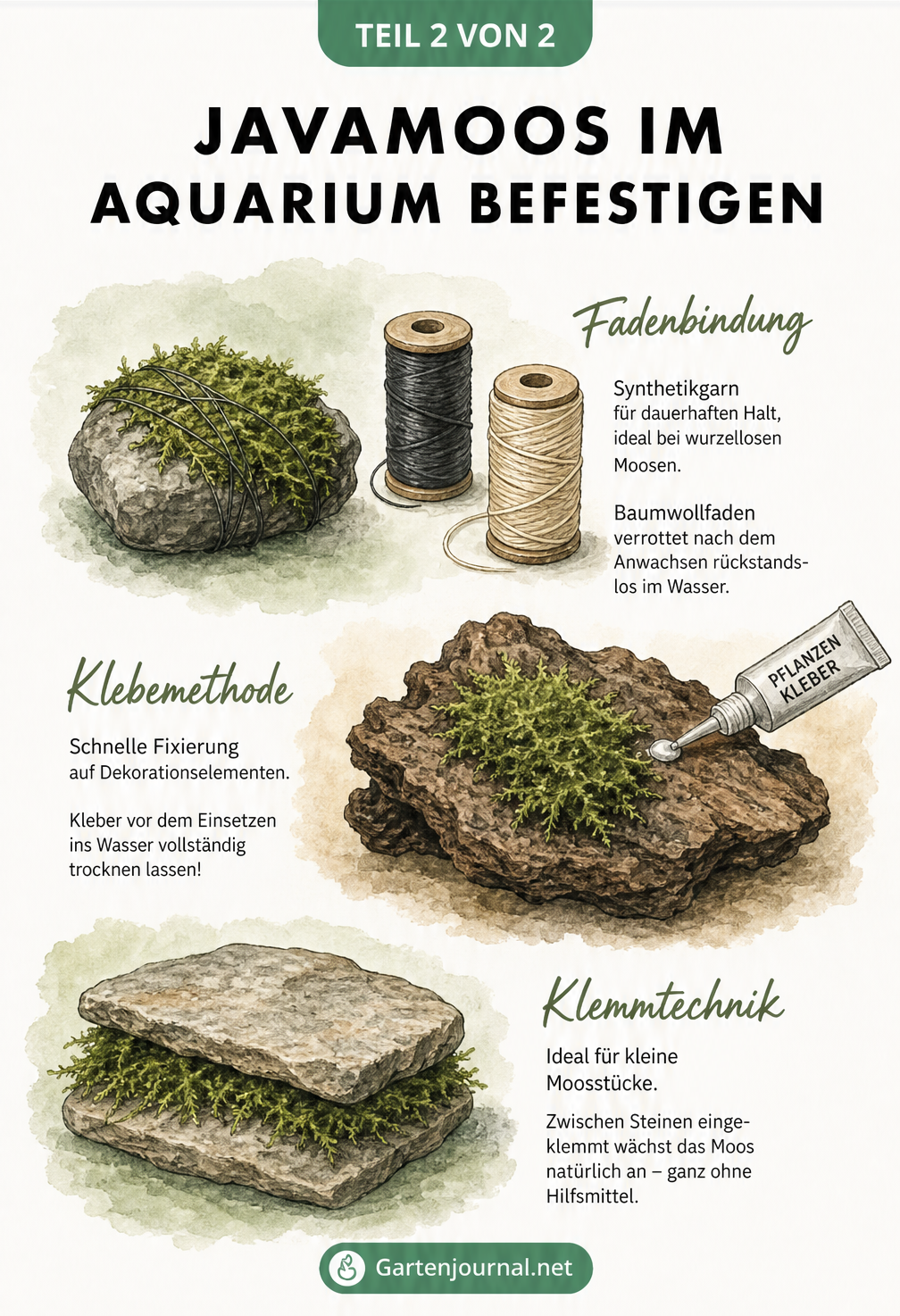 Vergleich von drei Methoden zur Befestigung von Javamoos: Fadenbindung, Pflanzenkleber und Klemmtechnik