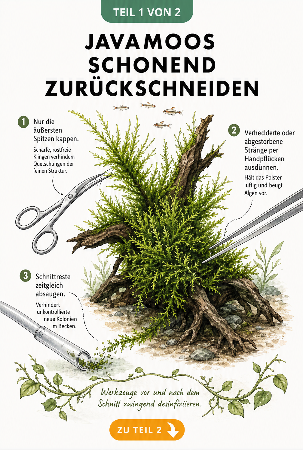 Illustration eines Javamoos-Polsters auf einer Aquarienwurzel mit Detailzeichnungen zum schonenden Rückschnitt durch Aquarienschere, Pinzette und Absaugrohr