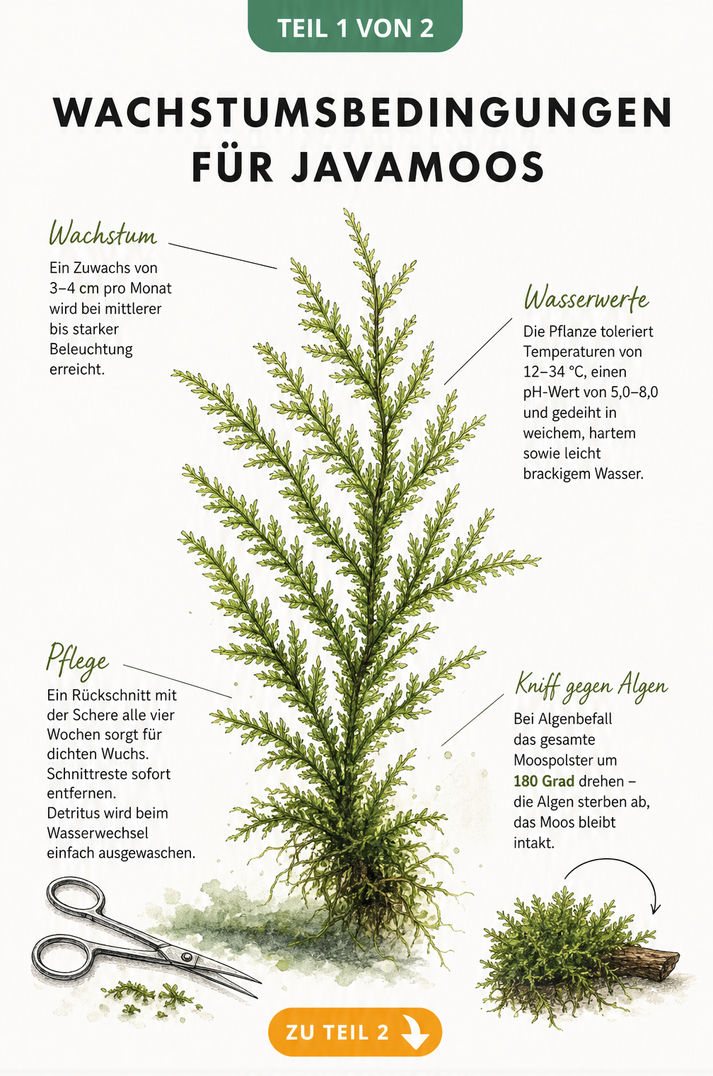 Botanische Illustration eines Javamoos-Triebes mit Hinweisen zu Wachstum, Wasserwerten und Pflege