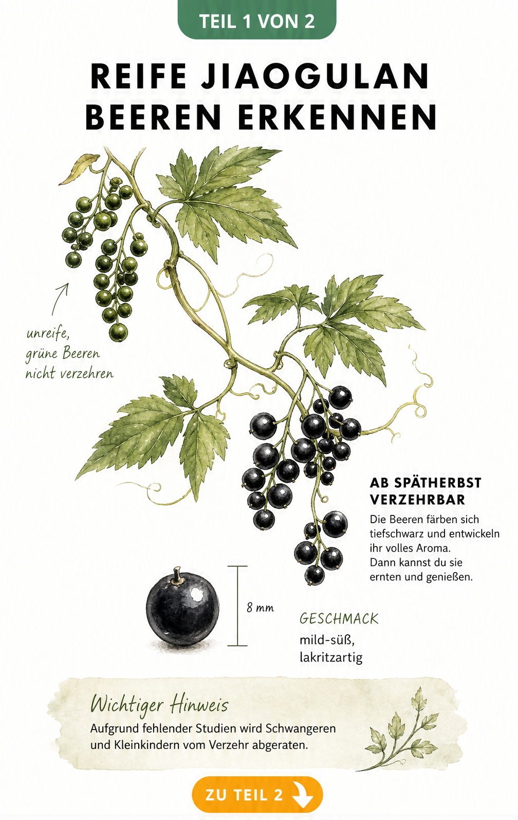 Botanische Illustration eines Jiaogulan-Zweigs, der den Reifeprozess der Beeren von grün zu tiefschwarz zeigt.