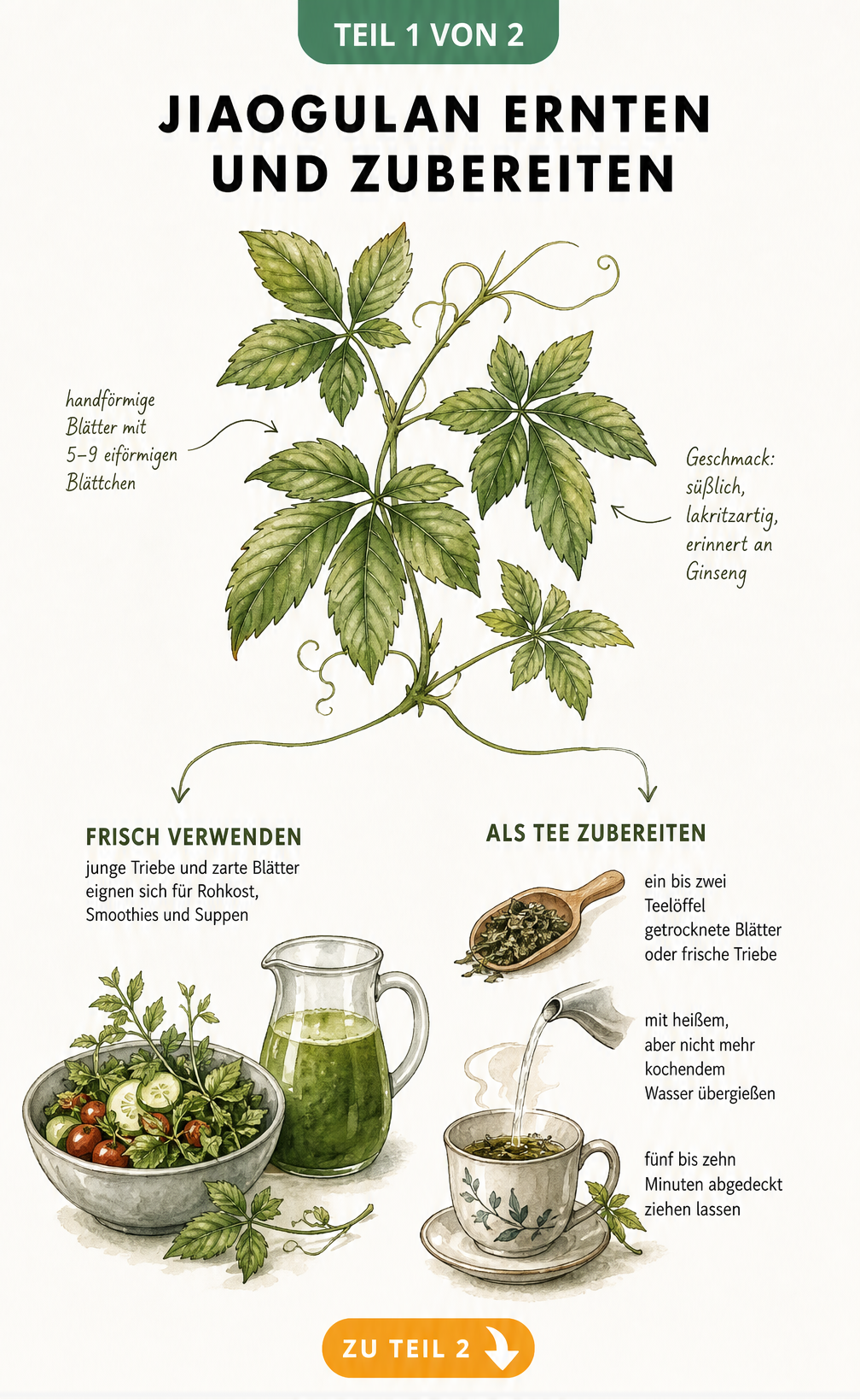 Botanische Illustration eines Jiaogulan-Zweigs mit handförmigen Blättern, Zubereitung als Tee, Salat und Smoothie