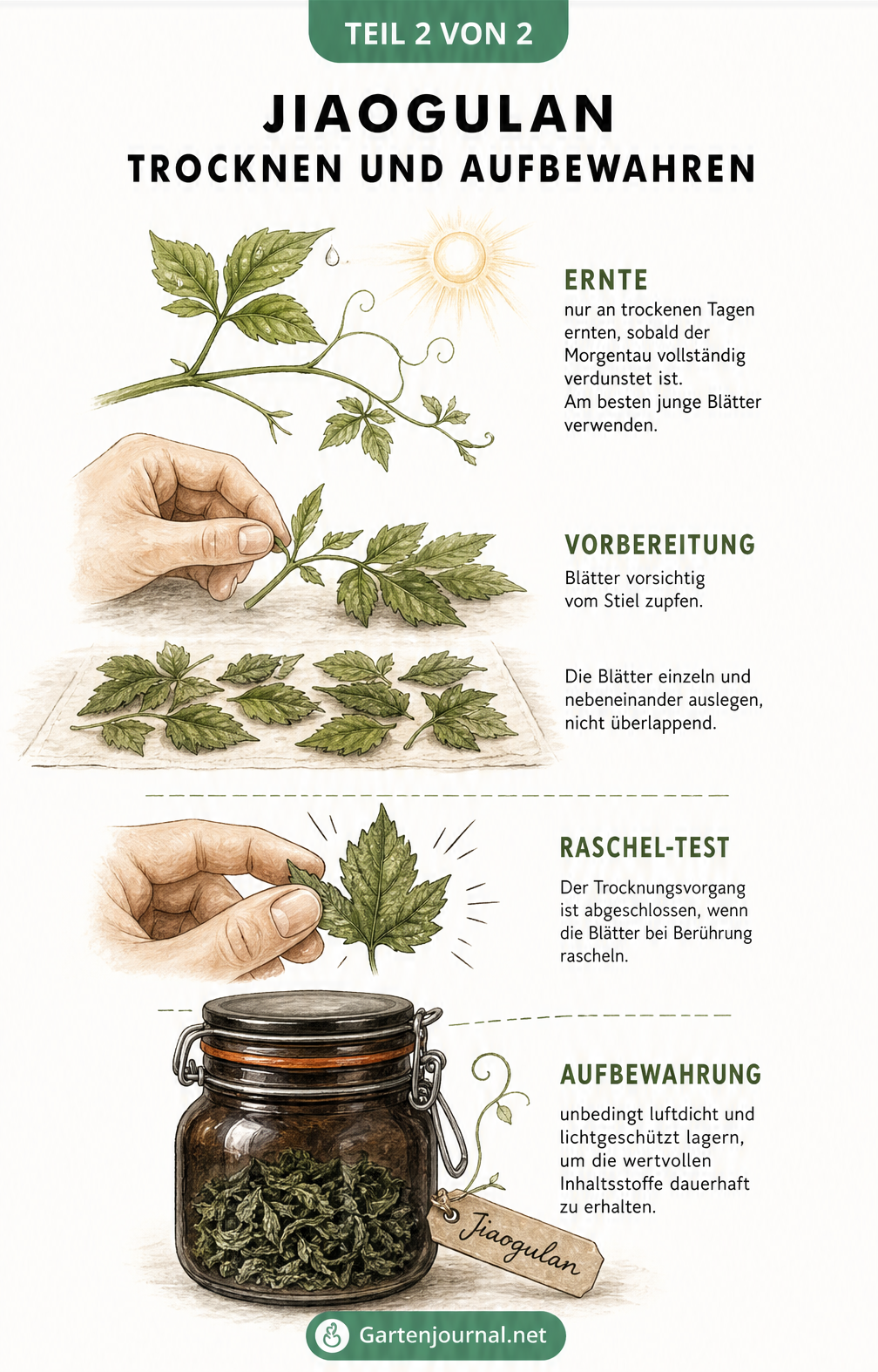 Illustration des Ablaufs vom Ernten junger Jiaogulan-Triebe über das Zupfen und den Raschel-Test bis zur Lagerung im Apothekerglas.