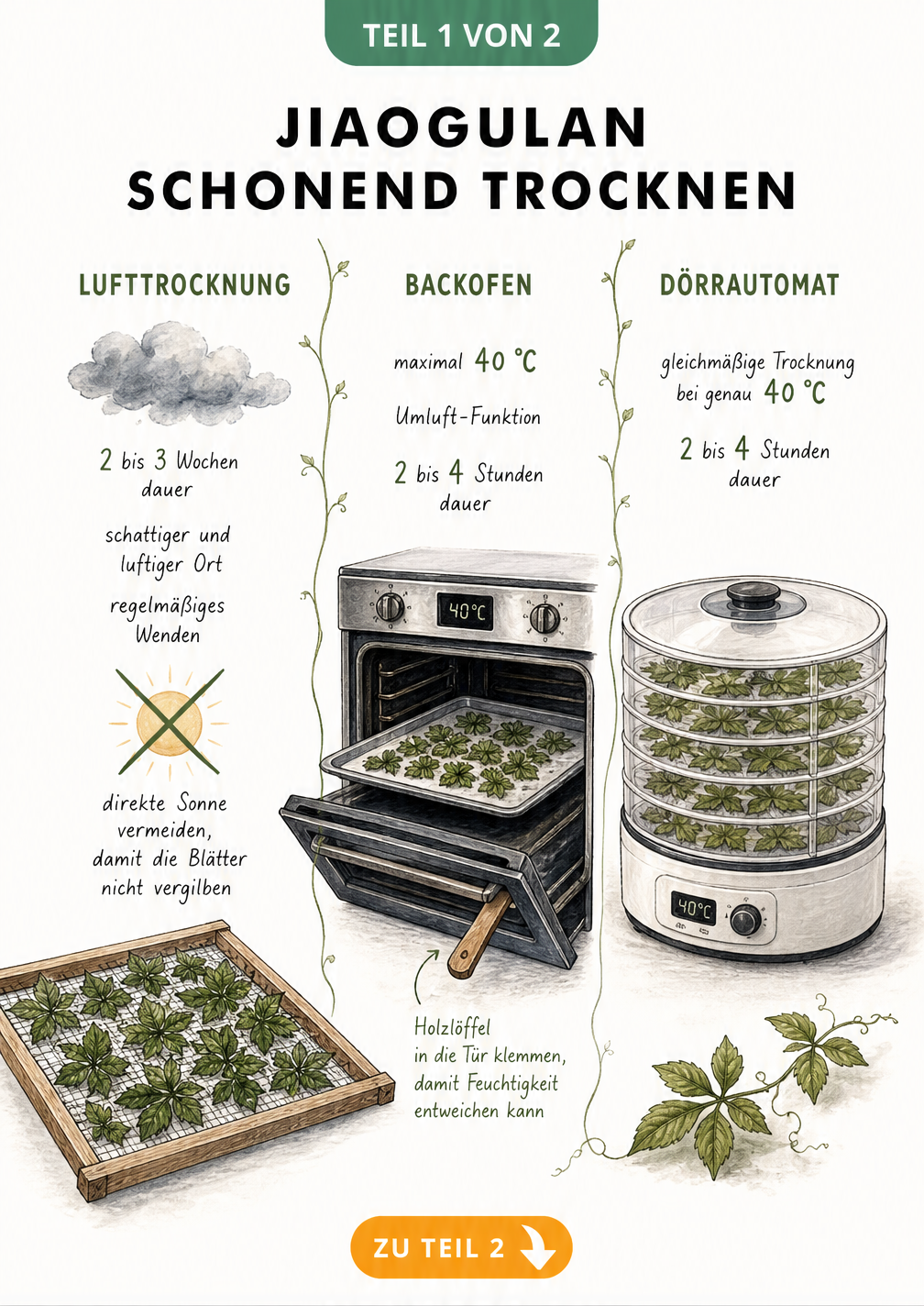 Illustration der drei Trocknungsmethoden für Jiaogulan: Lufttrocknung auf Gitterrost, Backofen mit Holzlöffel und Dörrautomat.