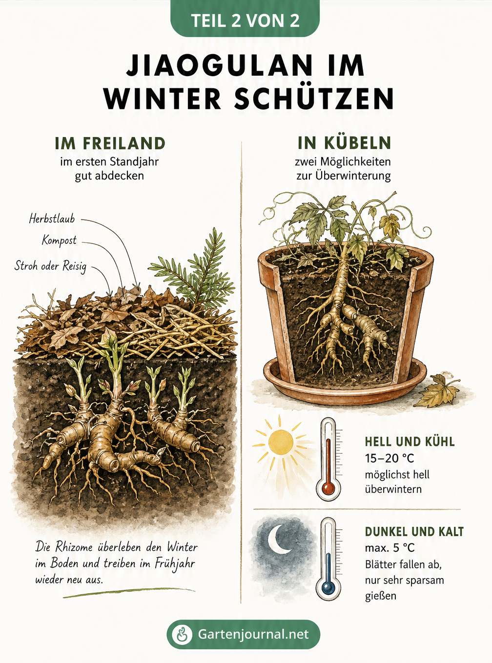 Schnittbild-Illustration zur Überwinterung von Jiaogulan im Freiland mit Laubschicht und im Kübel bei verschiedenen Temperaturen