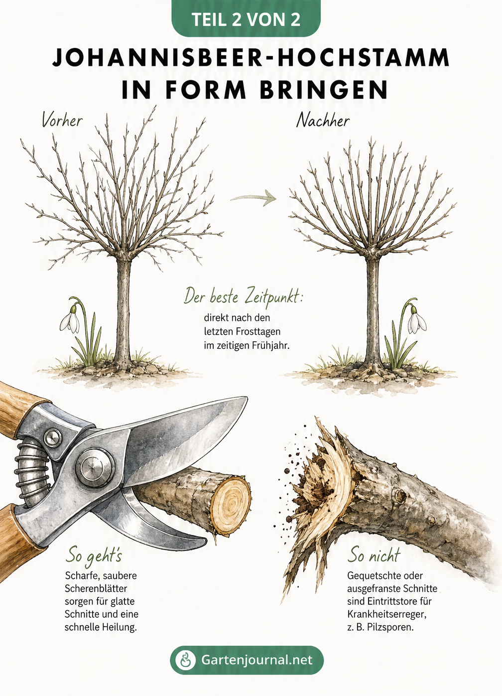 Vorher-Nachher-Zeichnung eines Johannisbeer-Hochstamms und Detailansicht einer scharfen Gartenschere beim sauberen Schnitt.