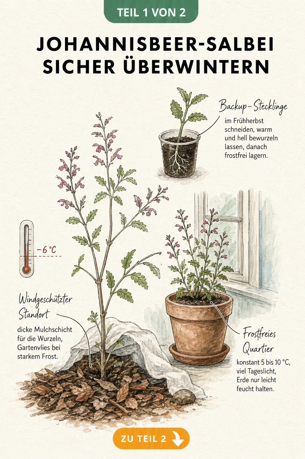 Illustration der Überwinterungsmöglichkeiten für Johannisbeer-Salbei im Freiland, Kübel und als Steckling