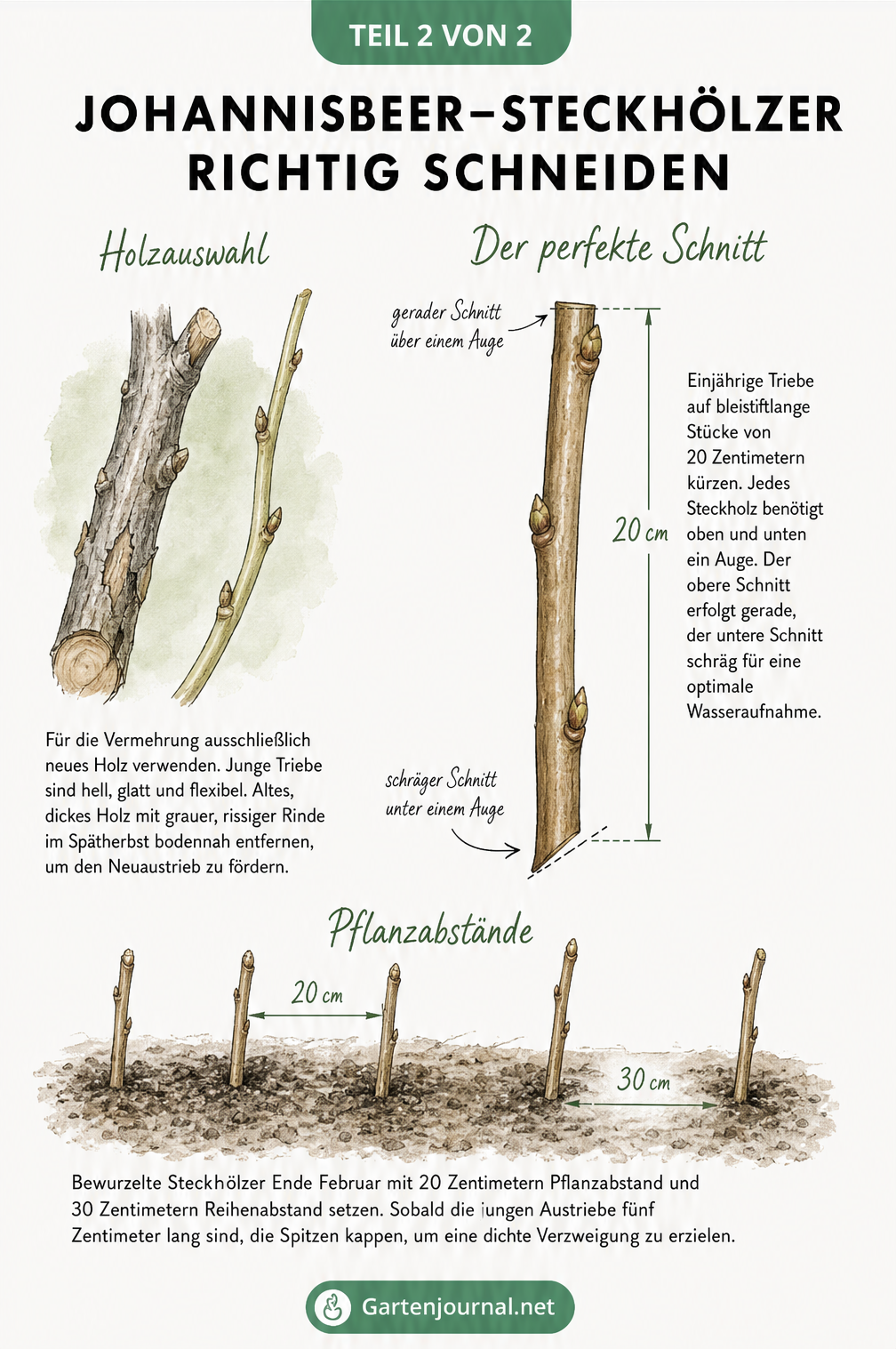 Illustration zum richtigen Schneiden und Pflanzen von Johannisbeer-Steckhölzern.