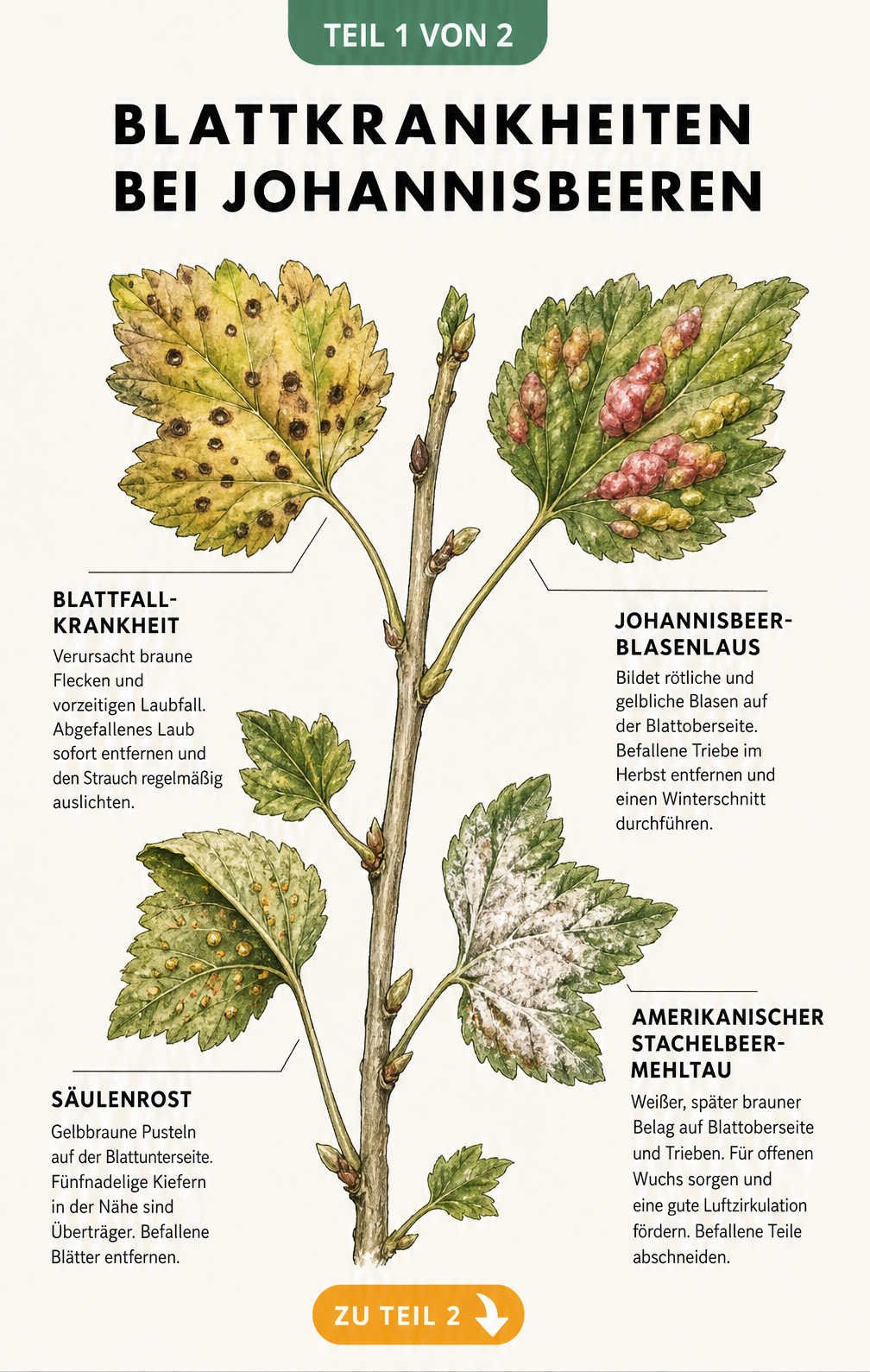 Botanische Illustration von Johannisbeerblättern mit Symptomen von Blattfallkrankheit, Johannisbeerblasenlaus, Säulenrost und Amerikanischem Stachelbeermehltau