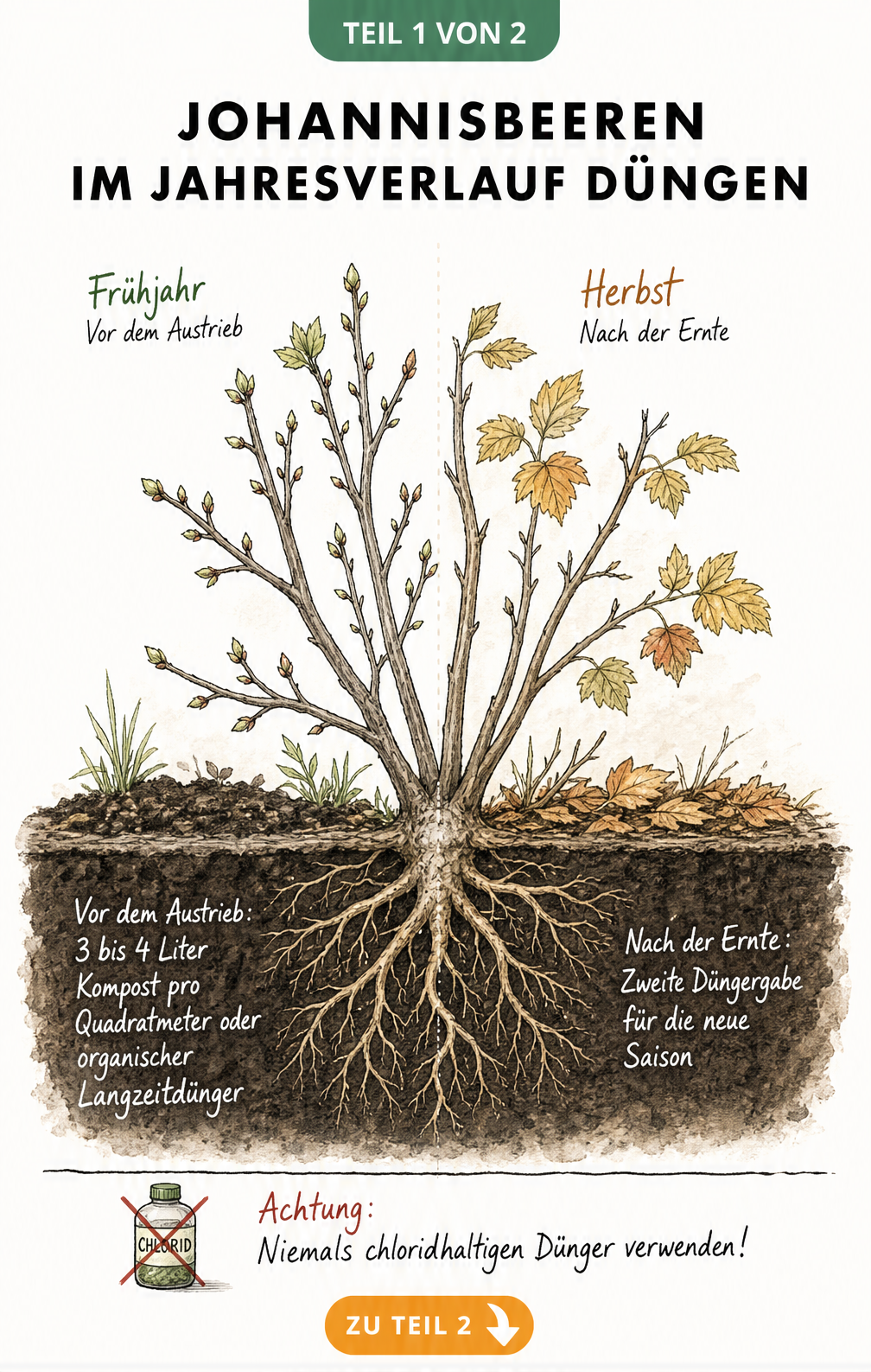 Botanische Illustration eines Johannisbeerstrauchs im Querschnitt, die die Düngezeitpunkte im Frühjahr vor dem Austrieb und im Herbst nach der Ernte zeigt.