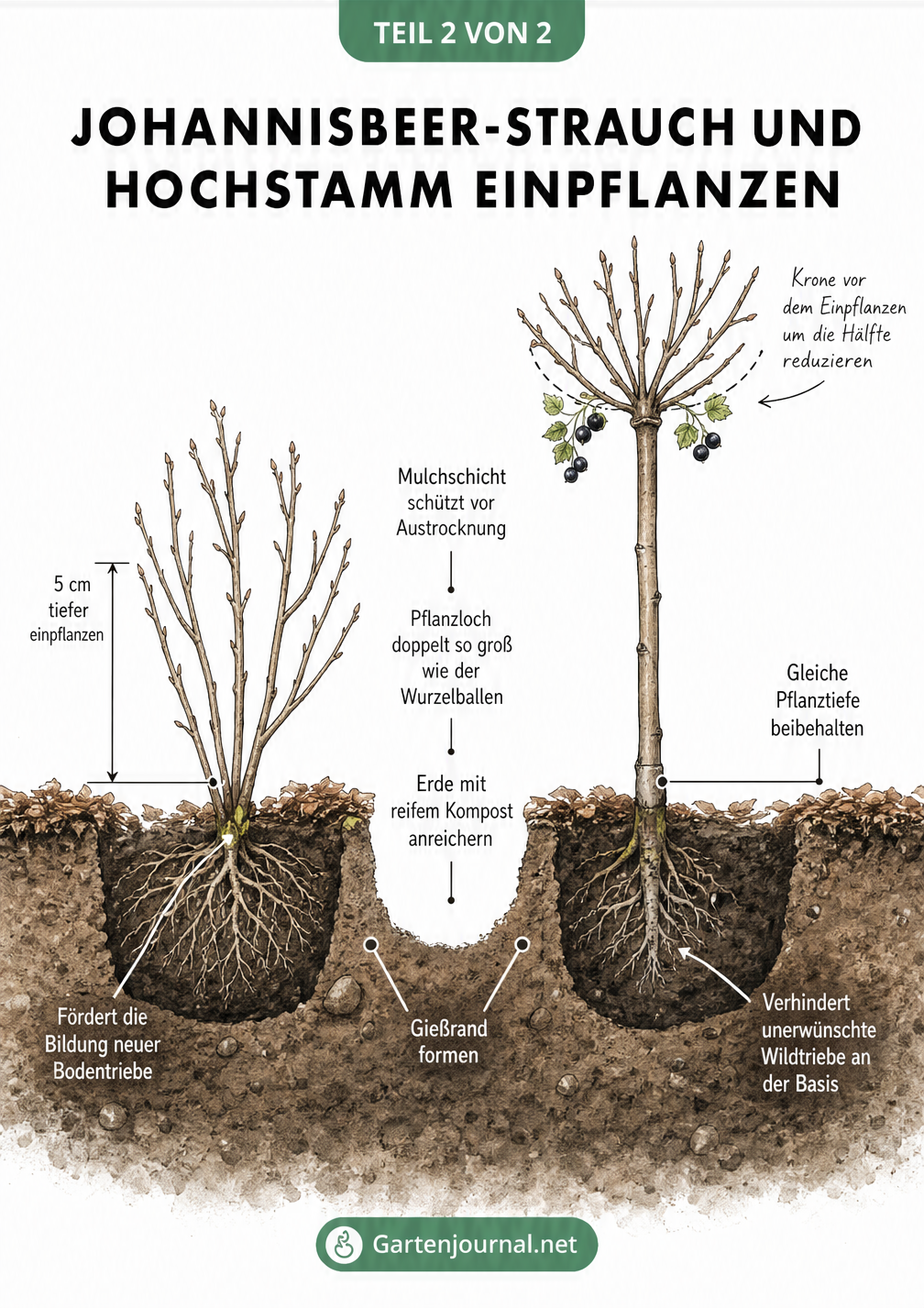 Querschnitt durch das Erdreich, der das Einpflanzen eines Johannisbeer-Strauchs und eines Hochstamms mit Pflanztiefe und Bodenaufbereitung zeigt.