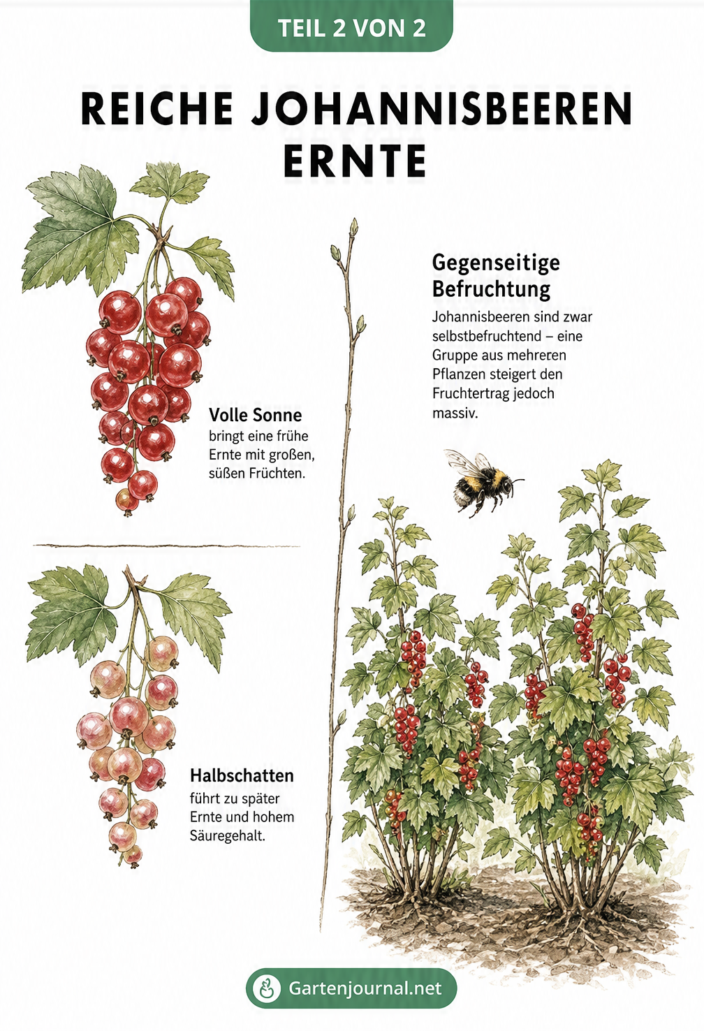 Vergleich von Johannisbeeren in Sonne und Halbschatten sowie Illustration der gegenseitigen Befruchtung durch Hummeln