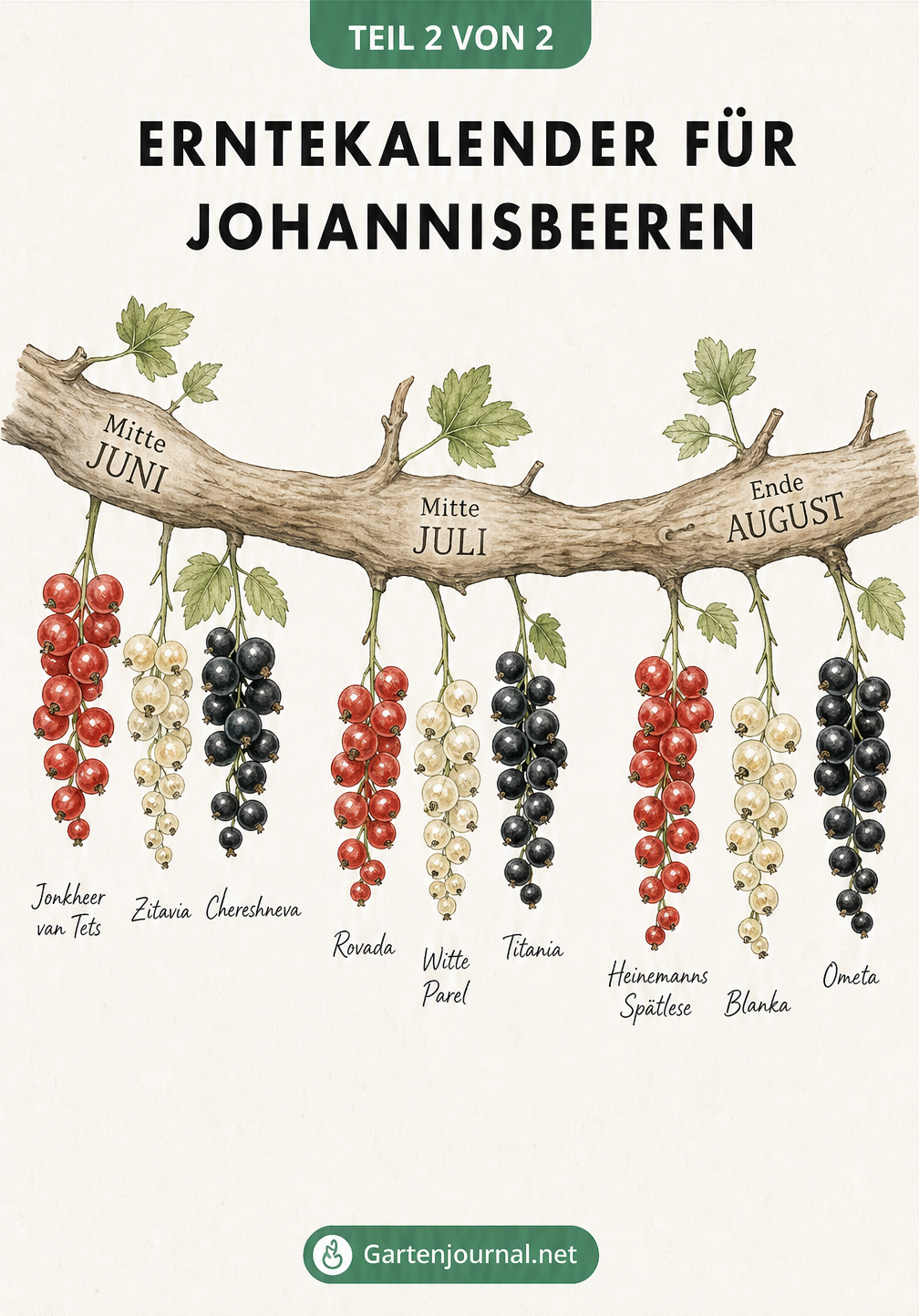 Erntekalender für Johannisbeeren auf einem Holzzweig von Mitte Juni bis Ende August