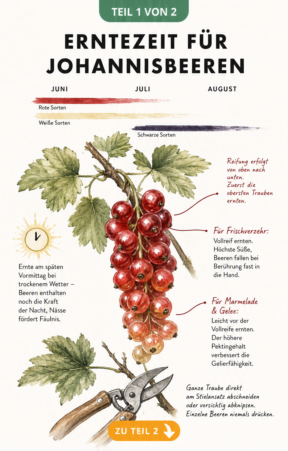 Botanische Illustration eines Johannisbeerzweigs mit Zeitstrahl zur Erntezeit von Juni bis August und Hinweisen zur Reifung