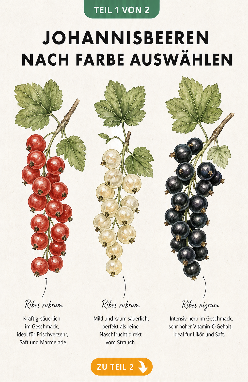 Botanische Illustration von roten, weißen und schwarzen Johannisbeeren mit Geschmacksprofilen und Verwendungszwecken