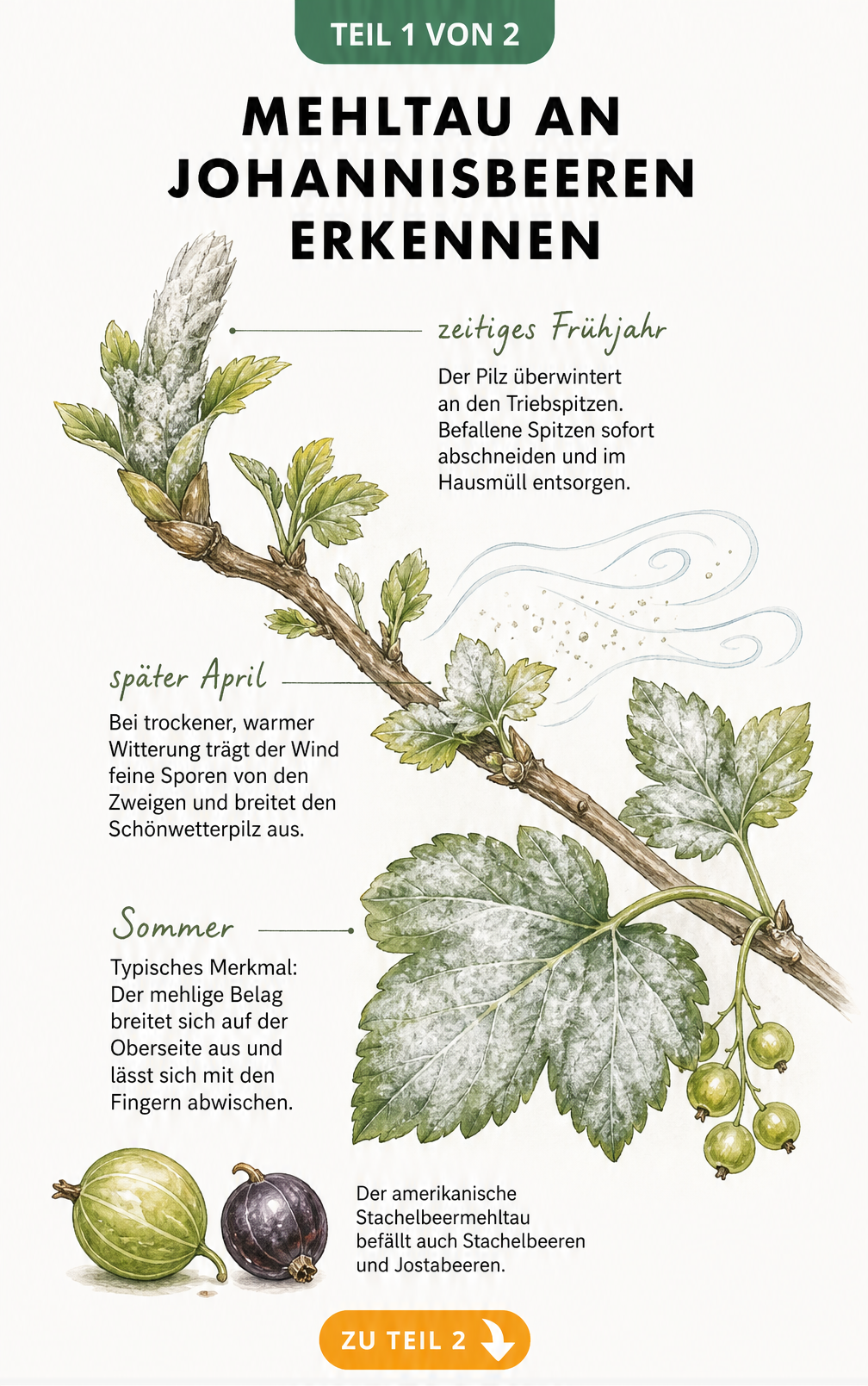 Botanische Illustration eines Johannisbeerzweiges mit Mehltau-Befall in verschiedenen Entwicklungsstadien