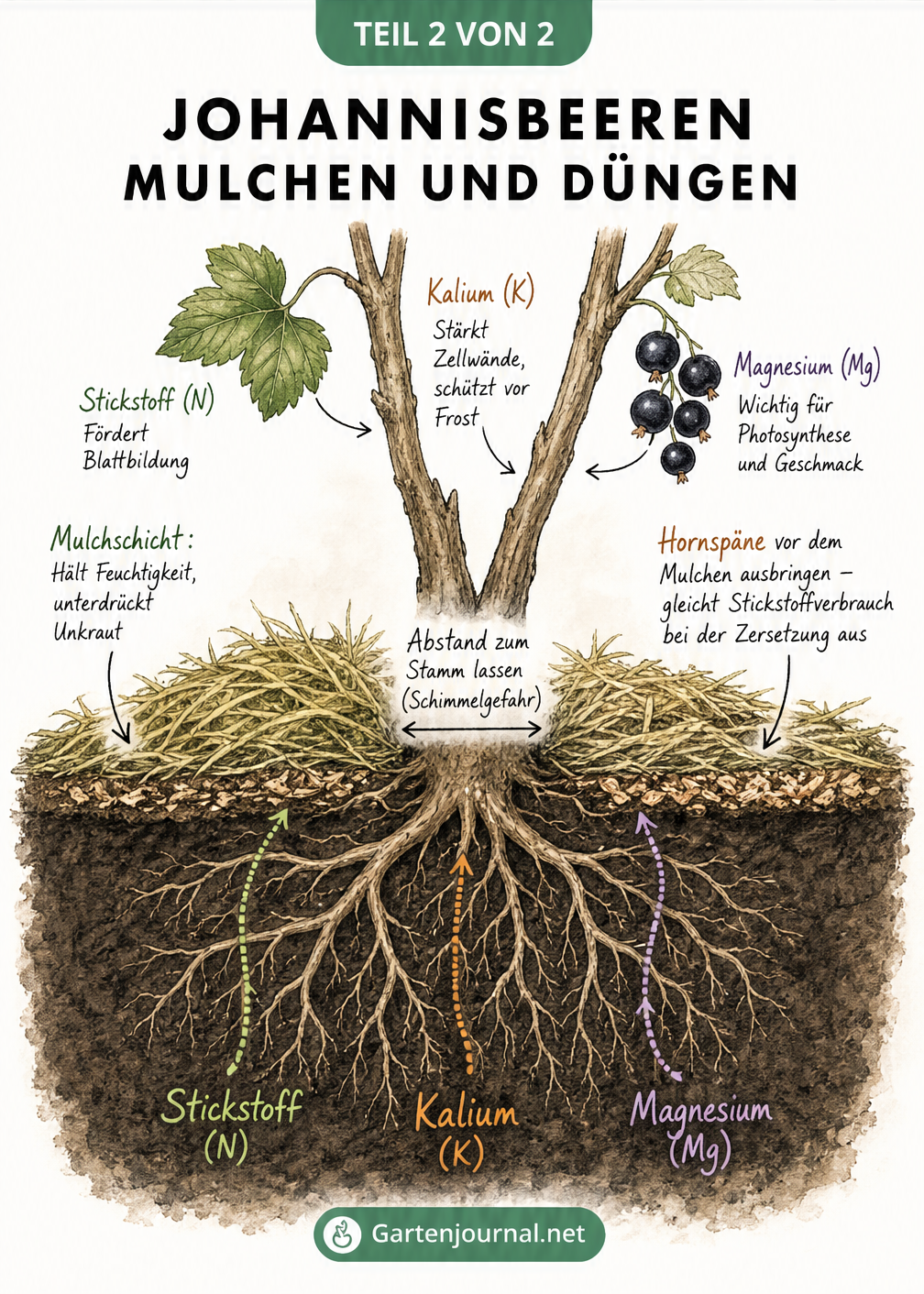 Querschnitt des Bodens unter einem Johannisbeerstrauch mit Mulchschicht, Hornspänen und der Darstellung der Nährstoffe Stickstoff, Kalium und Magnesium im...