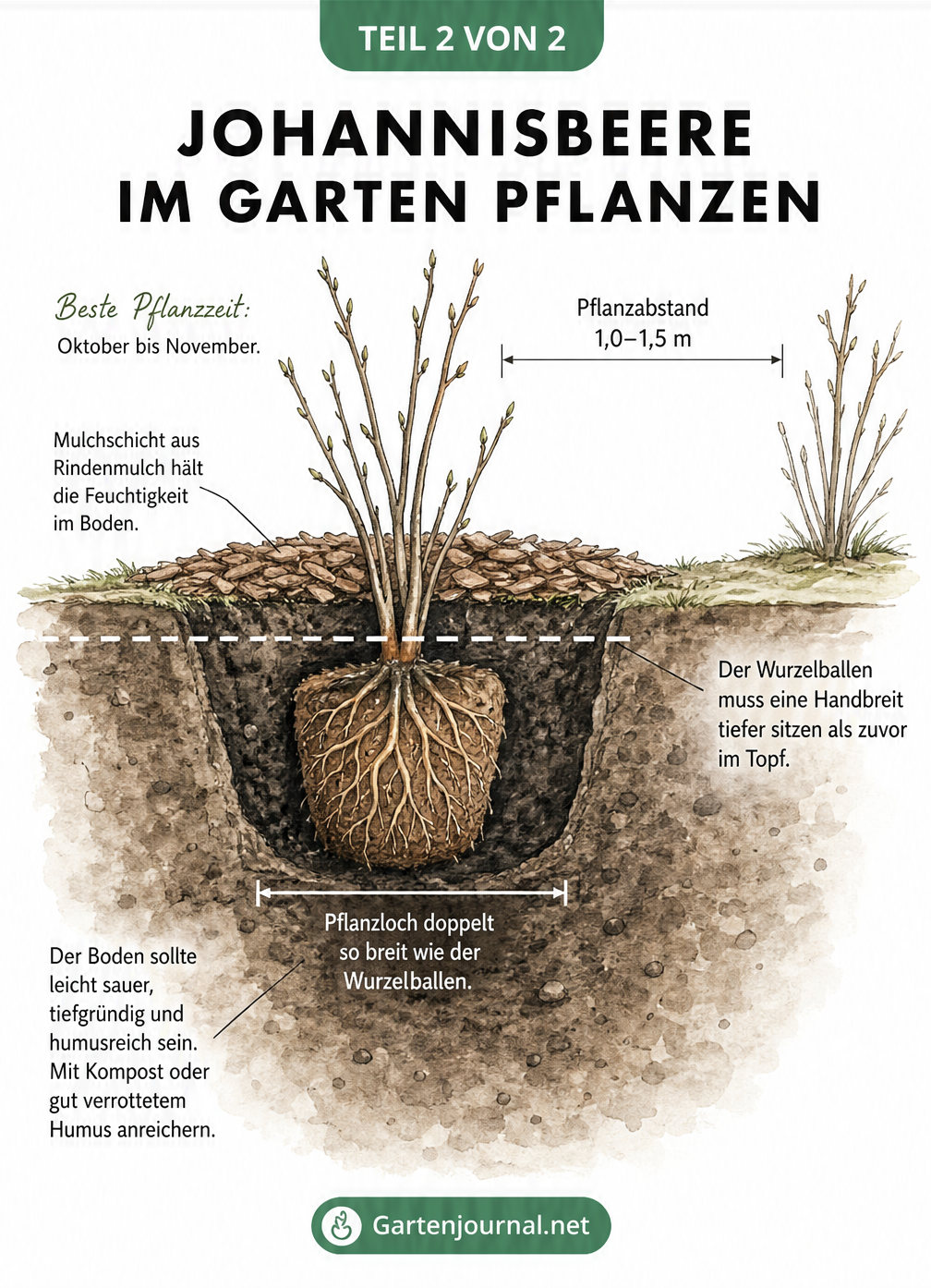 Querschnitt-Darstellung eines gepflanzten Johannisbeerstrauchs mit Maßlinien für Pflanzabstand und Pflanztiefe sowie Hinweisen zu Mulch und Bodenbeschaffenheit.