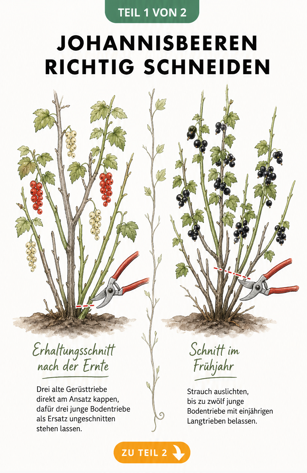 Illustration zum richtigen Schnitt von Johannisbeeren: Rote und weiße Beeren am zwei- bis dreijährigen Holz, schwarze Beeren an einjährigen Langtrieben.