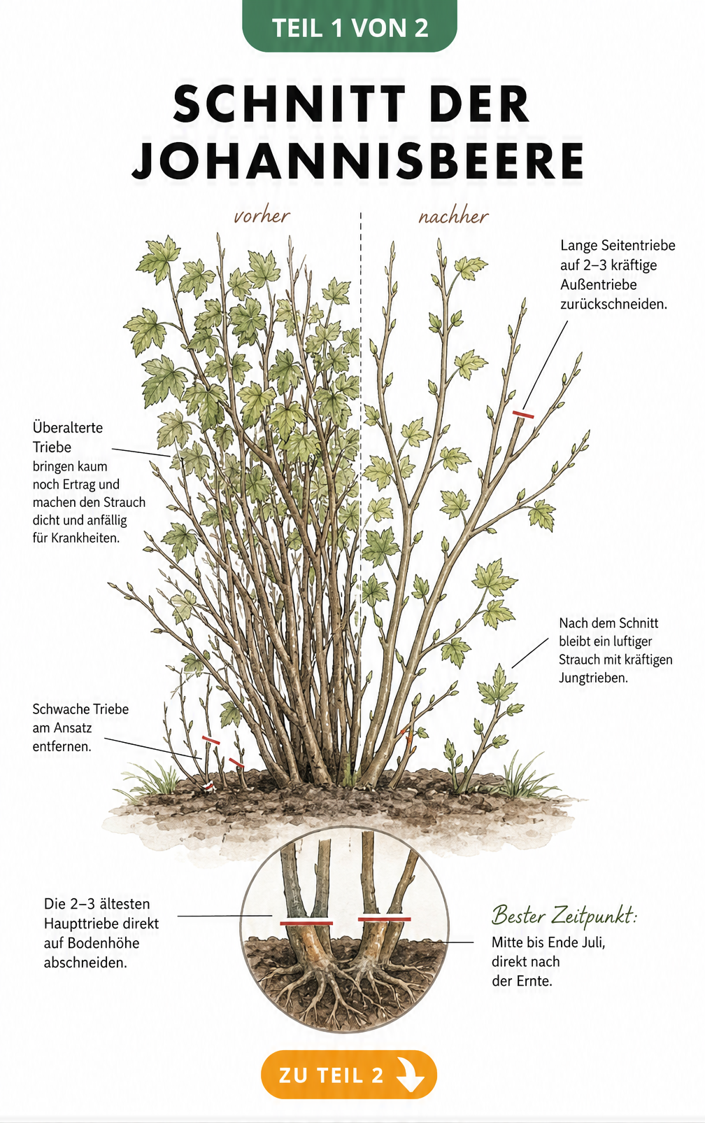 Botanische Illustration eines Johannisbeerstrauchs, die den Schnitt vor und nach dem Auslichten zeigt, inklusive Detailansicht des Schnitts auf Bodenhöhe.