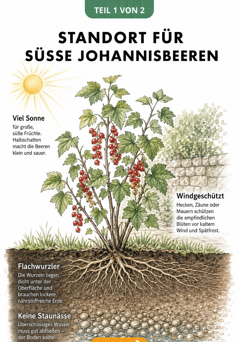 Botanische Illustration eines Johannisbeerstrauchs mit Wurzelquerschnitt, Sonne und Windschutz