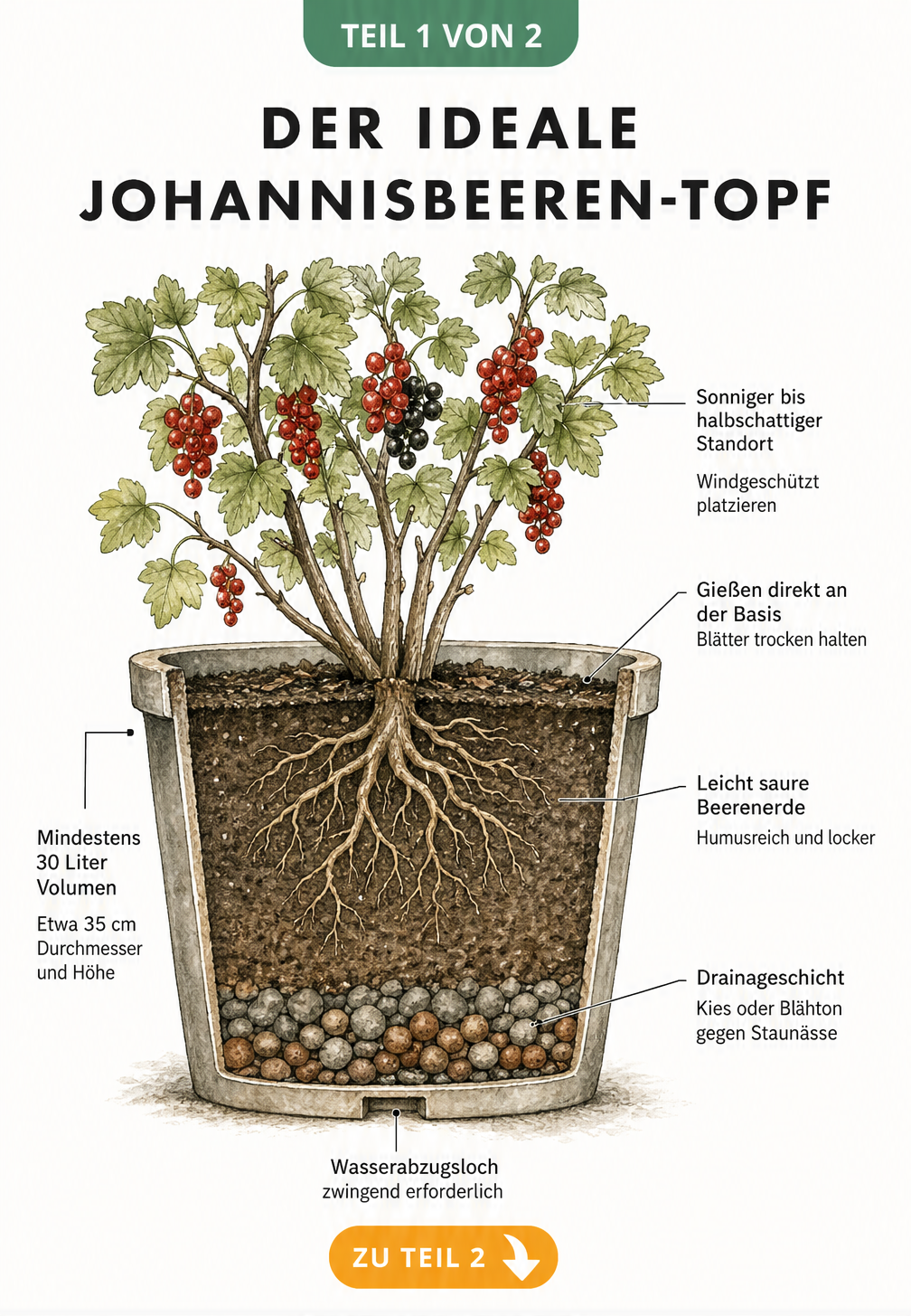 Querschnitt eines bepflanzten Pflanzkübels mit einem Johannisbeerstrauch, der die ideale Topfgröße, Drainageschicht und Beerenerde zeigt.