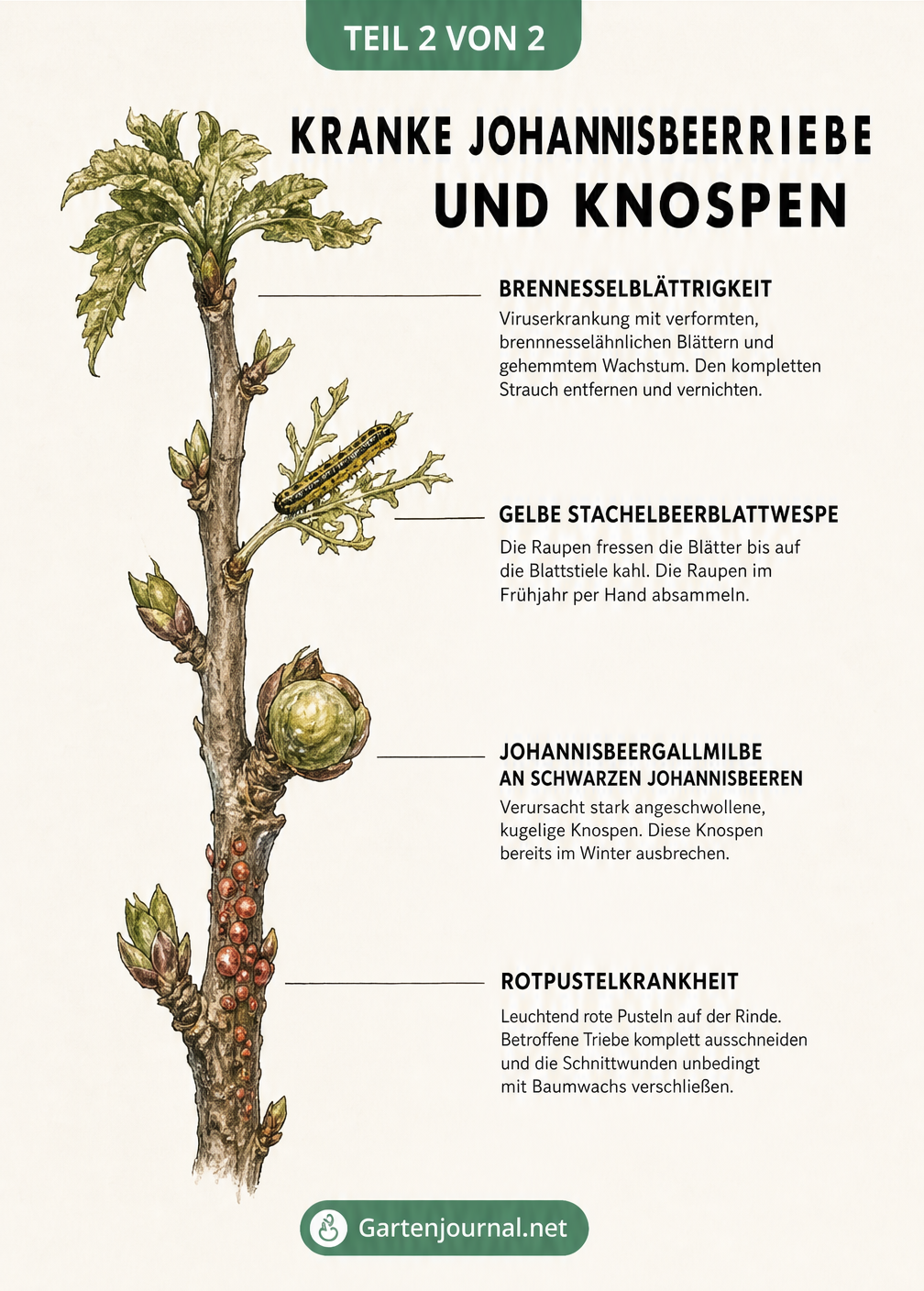 Botanische Illustration eines Johannisbeertriebs mit Symptomen von Brennesselblättrigkeit, Gelber Stachelbeerblattwespe, Johannisbeergallmilbe und...