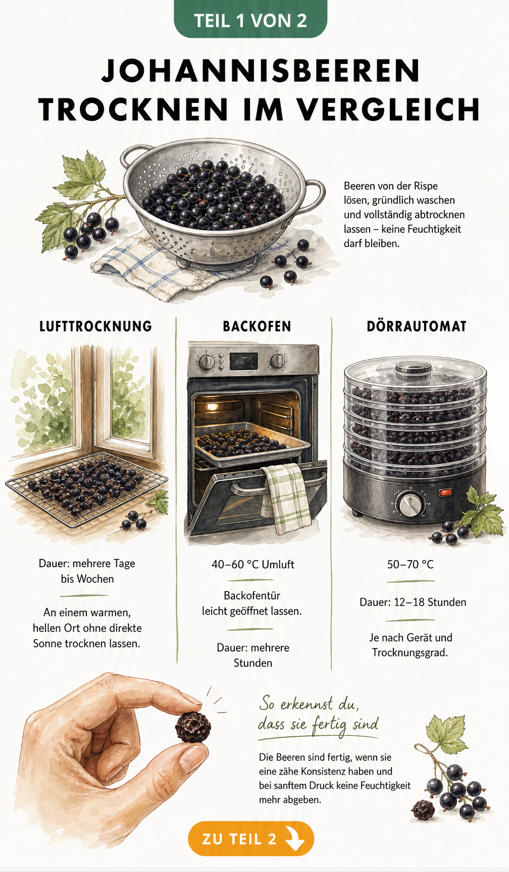 Illustration der drei Methoden zum Trocknen von Johannisbeeren: Lufttrocknung, Backofen und Dörrautomat mit Temperatur- und Zeitangaben.