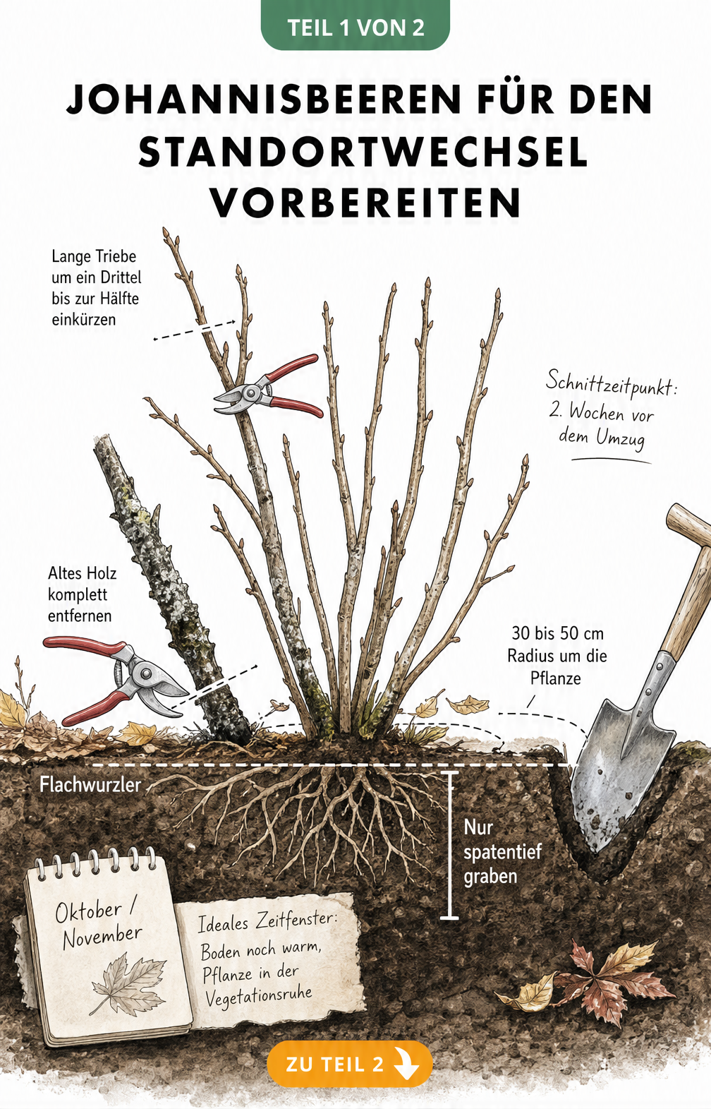Botanische Illustration eines Johannisbeerstrauchs im Herbst, die den Rückschnitt und das Ausgraben für den Standortwechsel zeigt.