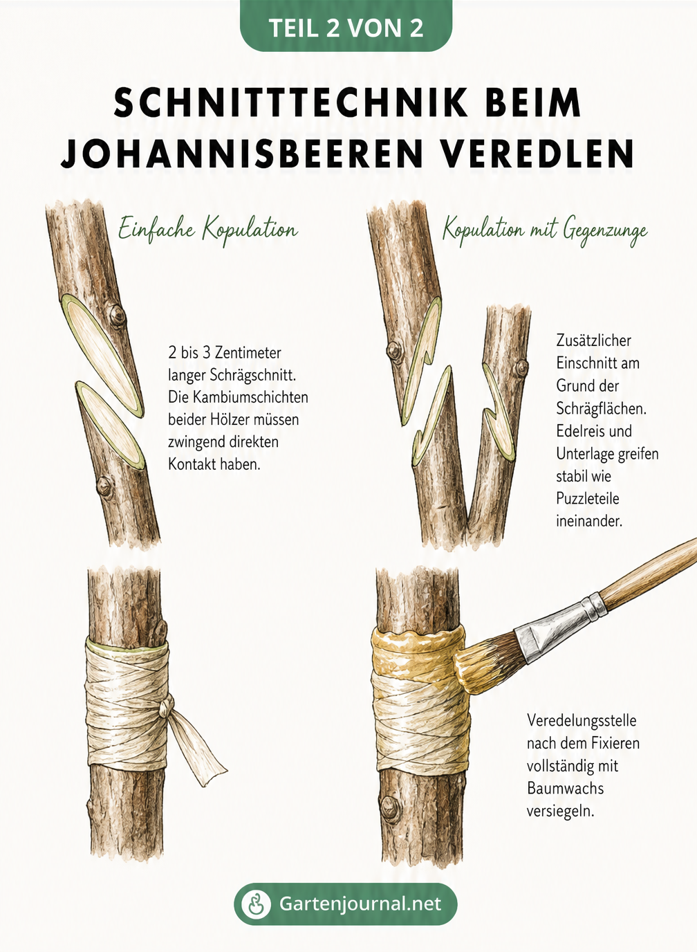 Detailzeichnung der einfachen Kopulation und der Kopulation mit Gegenzunge beim Veredeln von Johannisbeeren