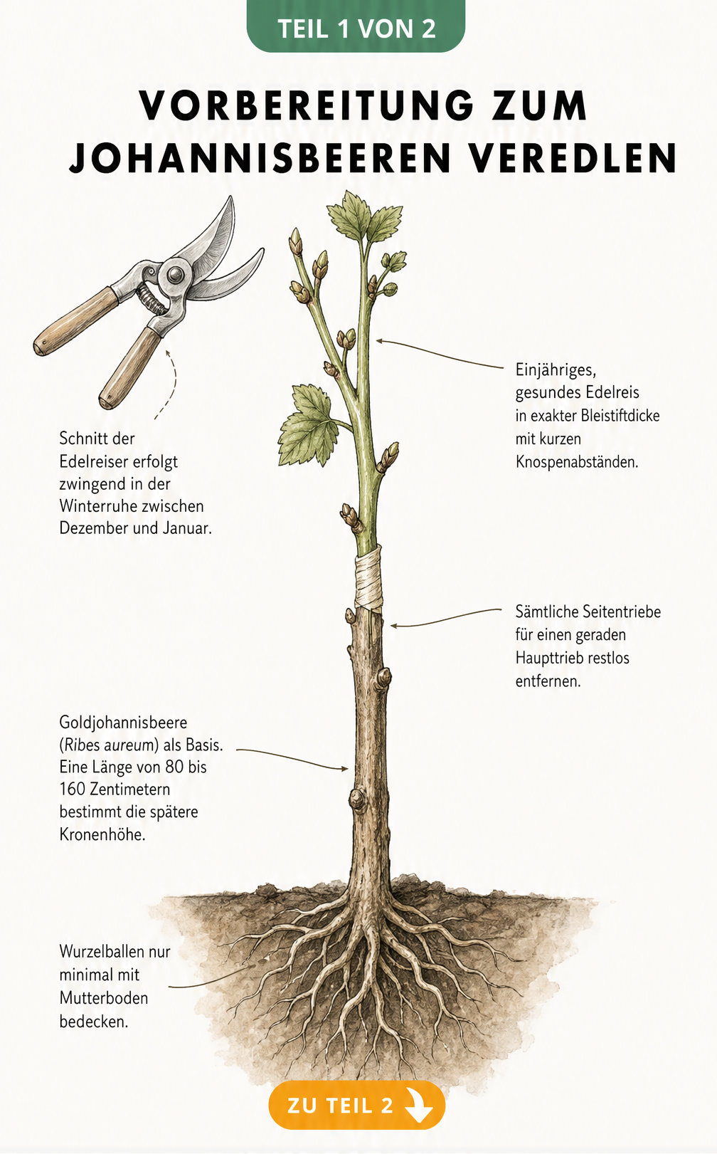 Botanische Illustration einer Johannisbeerpflanze mit Unterlage und Edelreis zur Vorbereitung der Veredelung