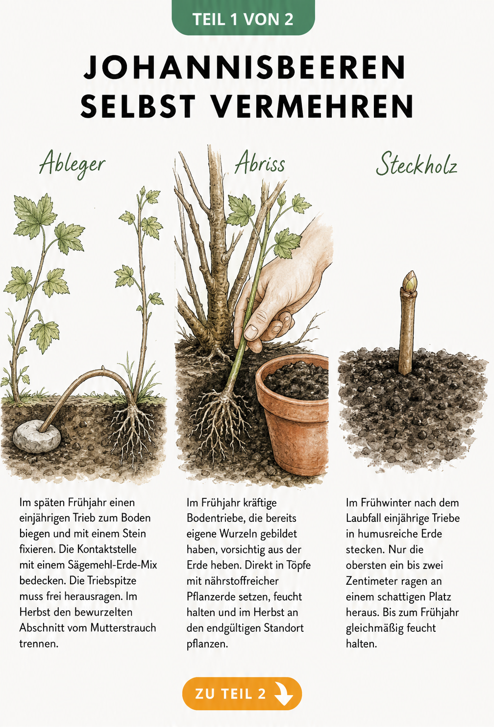 Illustration der drei Methoden zur Vermehrung von Johannisbeeren: Ableger, Abriss und Steckholz.