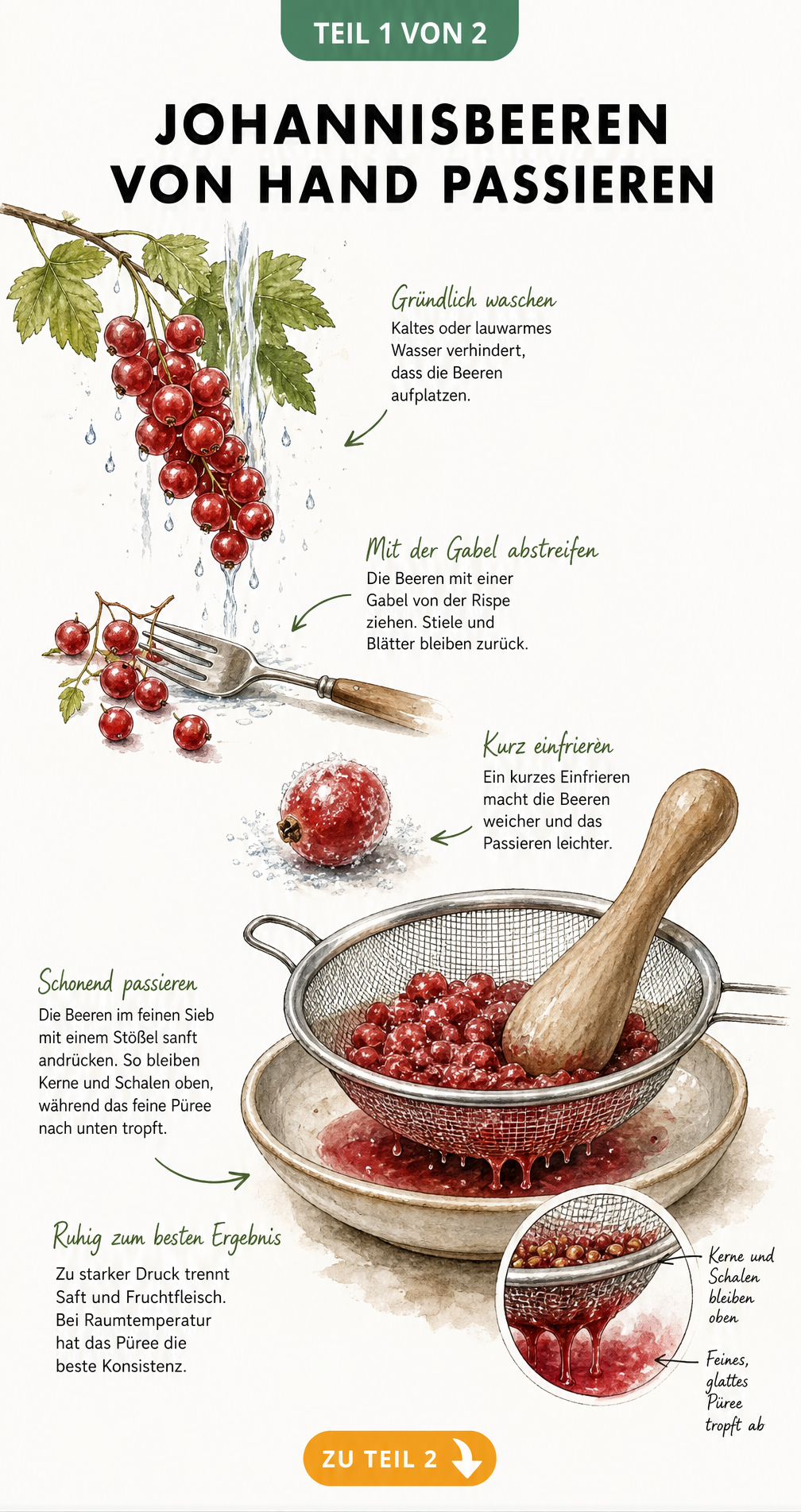 Botanische Illustration: Johannisbeeren waschen, mit einer Gabel entstielen und durch ein feines Küchensieb passieren