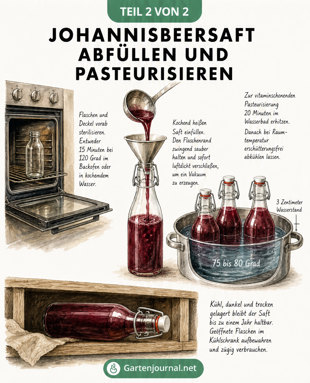 Illustration zum Abfüllen und Pasteurisieren von Johannisbeersaft: Flaschen sterilisieren, heißen Saft einfüllen, im Wasserbad erhitzen und richtig lagern.