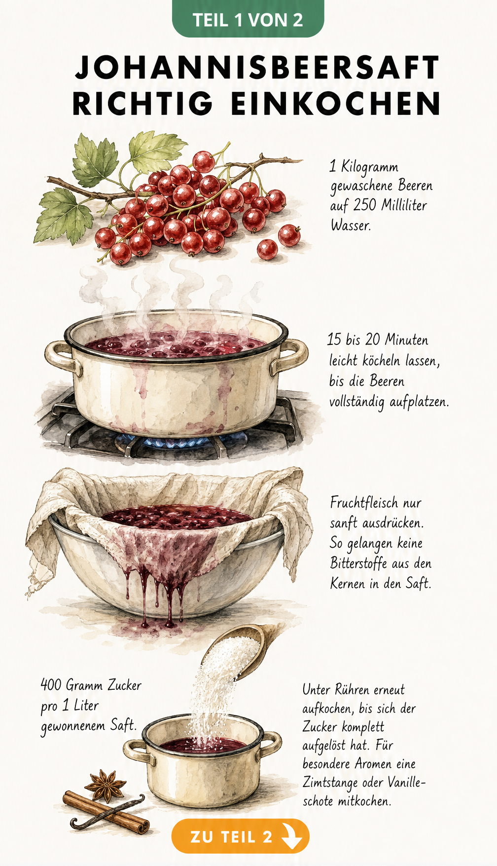 Illustration der Schritte zum Einkochen von Johannisbeersaft: von frischen Beeren über das Kochen im Topf und Passieren bis zum fertigen Sirup mit Zucker.